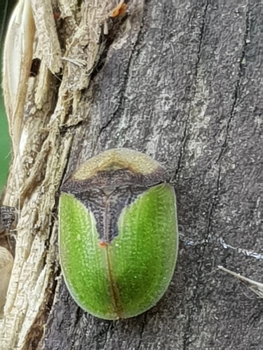 Cassida ferruginea