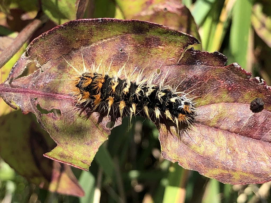 Impressive Dagger from Mapleton Rd, Lockport, NY, US on October 8, 2019