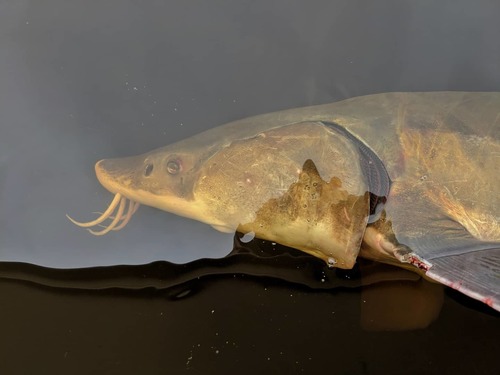 Lake Sturgeon