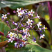 Miconia asclepiadea - Photo (c) Eerika Schulz, all rights reserved