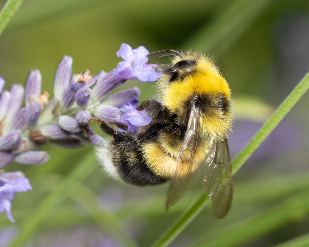 Large Earth Bumblebee