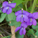 Viola palmata - Photo (c) Eric Hunt, todos los derechos reservados