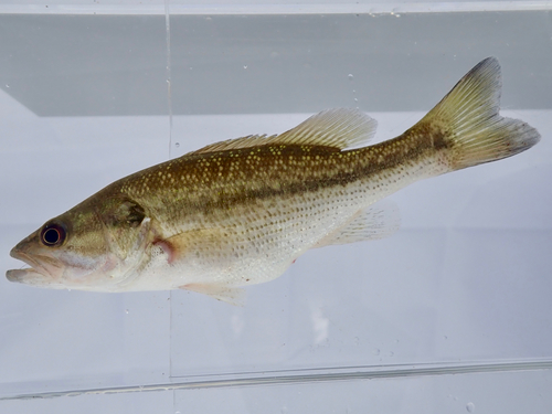 Spotted Bass