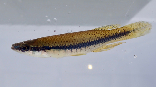 Blackspotted Topminnow