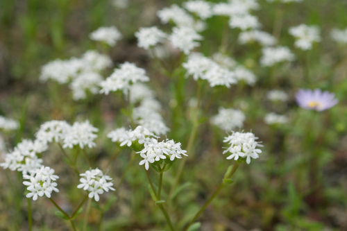Nuttall's cornsalad (Valerianella nuttallii)