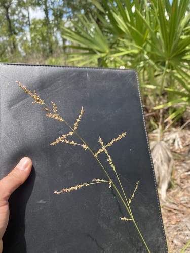 Coleataenia anceps ssp. rhizomata