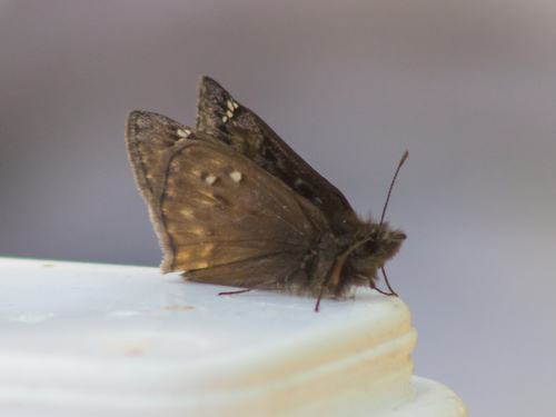 Juvenal's Duskywing