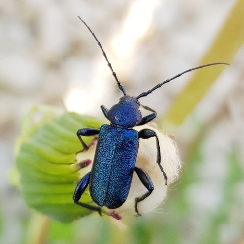 Violet tanbark beetle