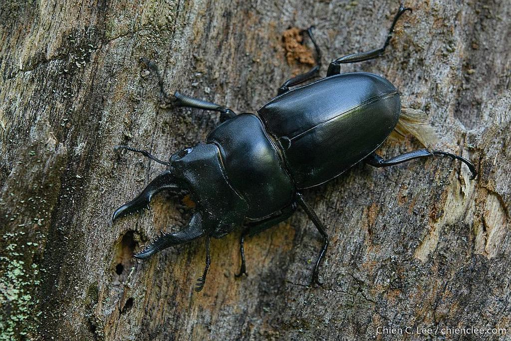 Prosopocoilus serricornis from Alaotra-Mangoro, Toamasina, Madagascar ...