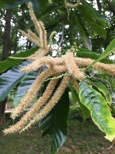 Chinese chestnut