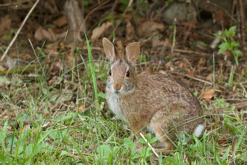 New England Cottontail