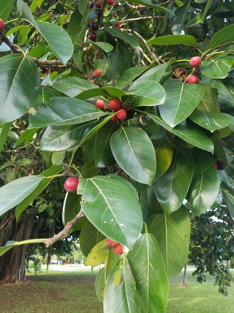 Ficus altissima