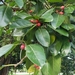 Ficus altissima - Photo (c) Maria Antonieta Fernandez, todos los derechos reservados, subido por Maria Antonieta Fernandez