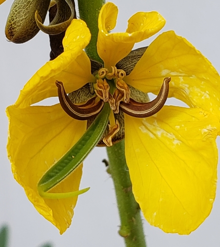 Peanut-Butter Cassia