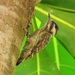 Sunda Woodpecker - Photo (c) Angela Christine Chua, all rights reserved, uploaded by Angela Christine Chua