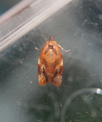 Red-barred Tortrix