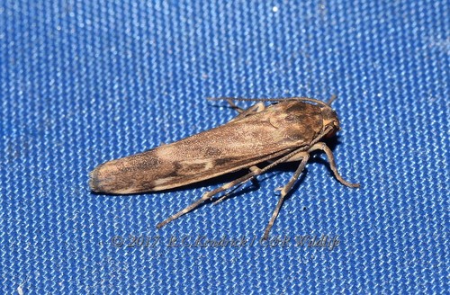 Chrysoscota brunnea