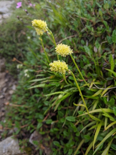 kosatka kalíškatá (Tofieldia calyculata)