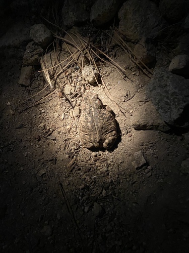 iNaturalist observation photo of North American Toads