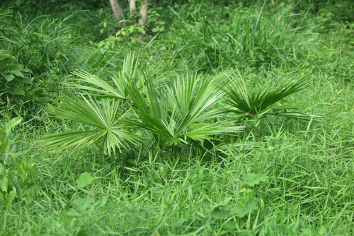 Licuala bachmaensis