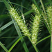 Carex baileyi - Photo (c) Steven Daniel, todos los derechos reservados, subido por Steven Daniel