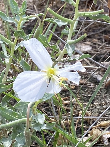 Oenothera pallida ssp. latifolia