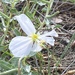 Oenothera pallida latifolia - Photo (c) DeAnn Ricks Presley, todos os direitos reservados, uploaded by DeAnn Ricks Presley