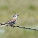 Thick-billed Longspur - Photo (c) Henry (Hank) Fabian, all rights reserved