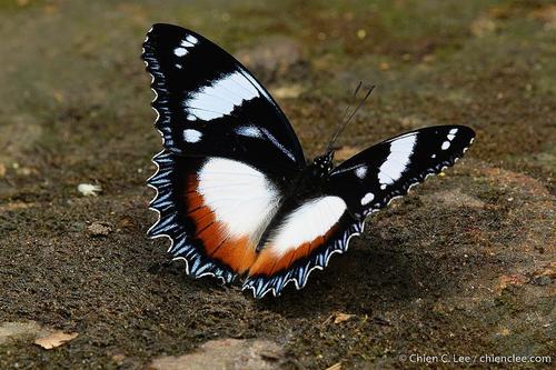 Madagascar Diadem