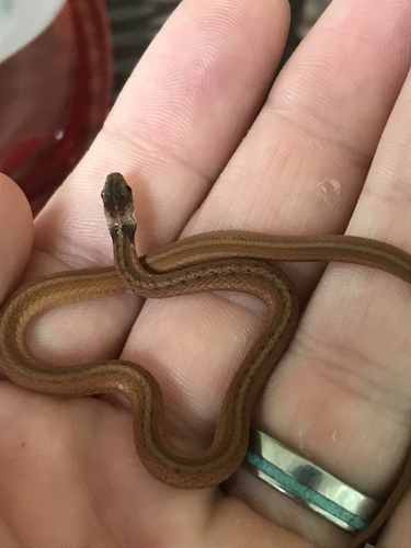 Florida Brownsnake