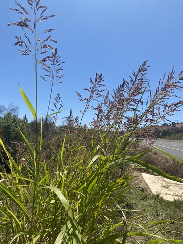 Johnsongrasses, milos, sudangrasses, and allies