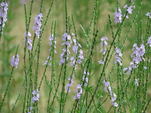 Verbena neomexicana var. neomexicana