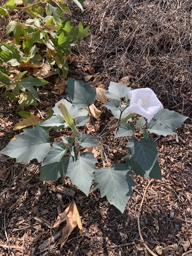iNaturalist observation photo of Sacred Datura