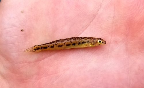Channel Darter