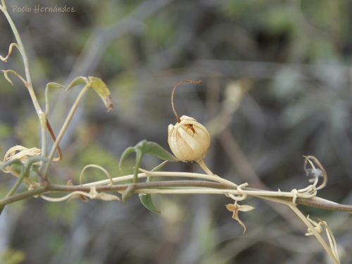 Snapdragon Vine