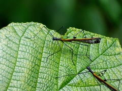 Image of Stratocles costaricensis