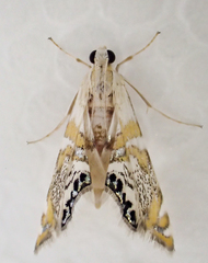 Petrophila kearfottalis image