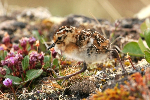 White-rumped Sandpiper