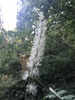 Tall Bugbane - Photo (c) Michelle Rubin, all rights reserved, uploaded by Michelle Rubin