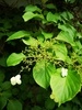 Climbing Hydrangea - Photo (c) Radu Scurtescu, all rights reserved, uploaded by Radu Scurtescu