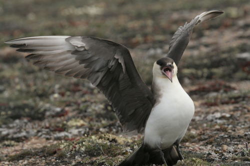 Parasitic Jaeger