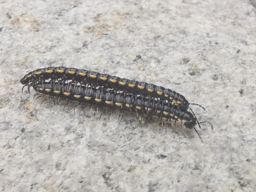 Orthomorphella pekuensis