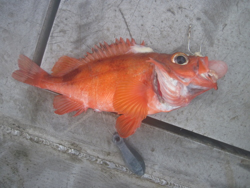 Acadian Redfish