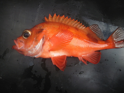 Acadian Redfish