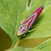 Typical Leafhoppers - Photo (c) spaz, all rights reserved