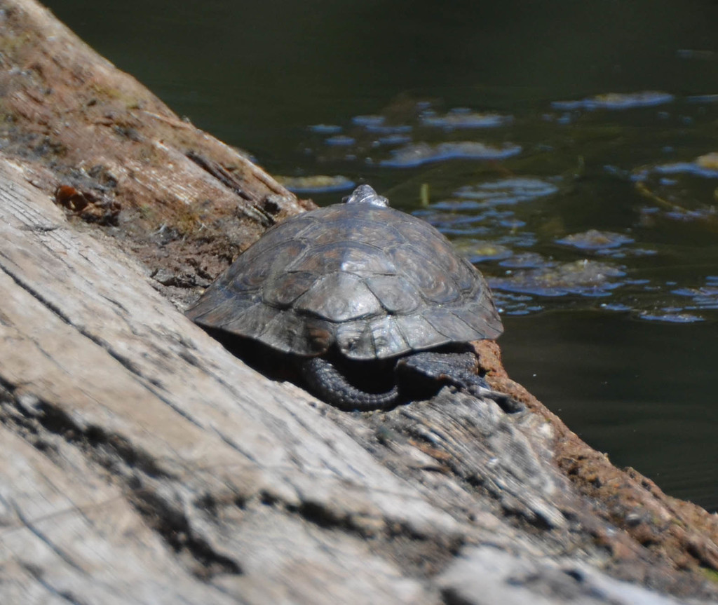 Western Pond Turtle from Doane Pond, California, USA on June 13, 2017 ...