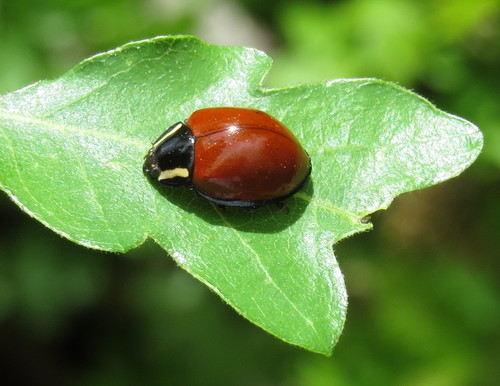 LeConte's Giant Lady Beetle