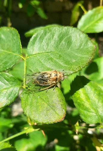 Cicadatra platyptera