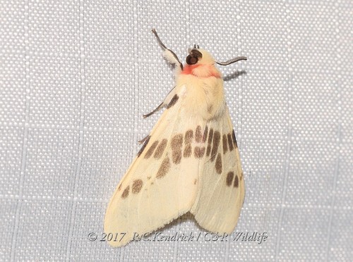 Lemyra ypsilon (Rothschild, 1910)