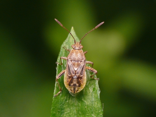 Stictopleurus Minutus · Inaturalist